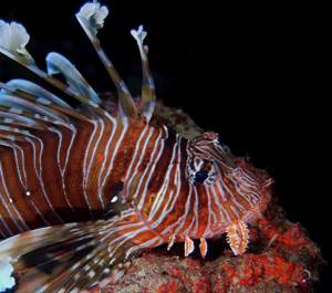 lion fish